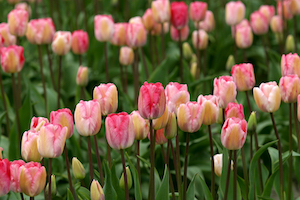 Pink Tulips