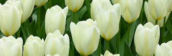 White Tulips