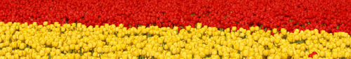 Yellow and red Tulips