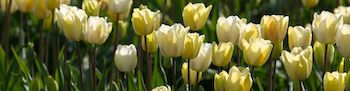 Yellow Tulips